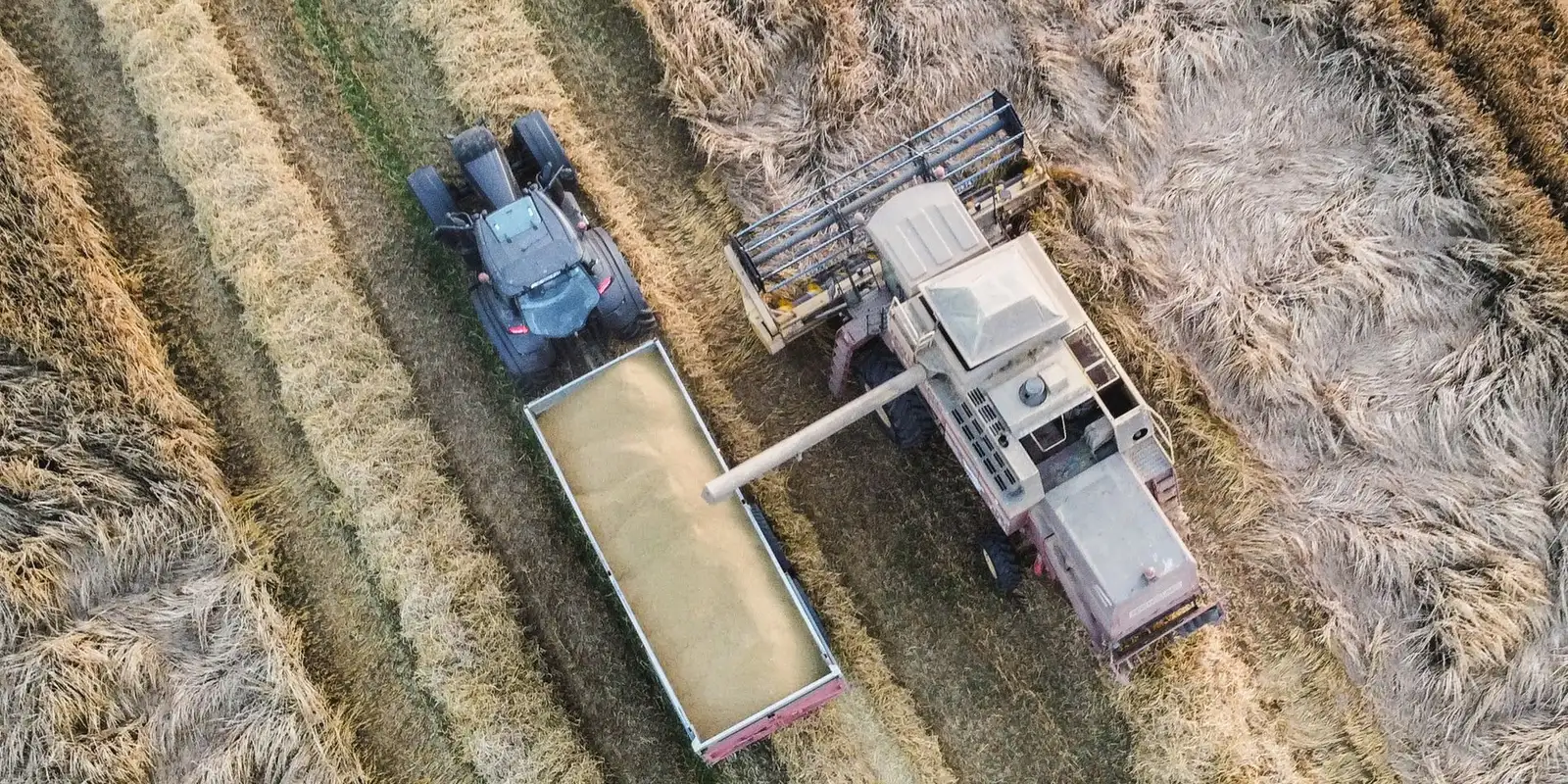 Combine harvester unloading grain into a chaser bin, seen from above